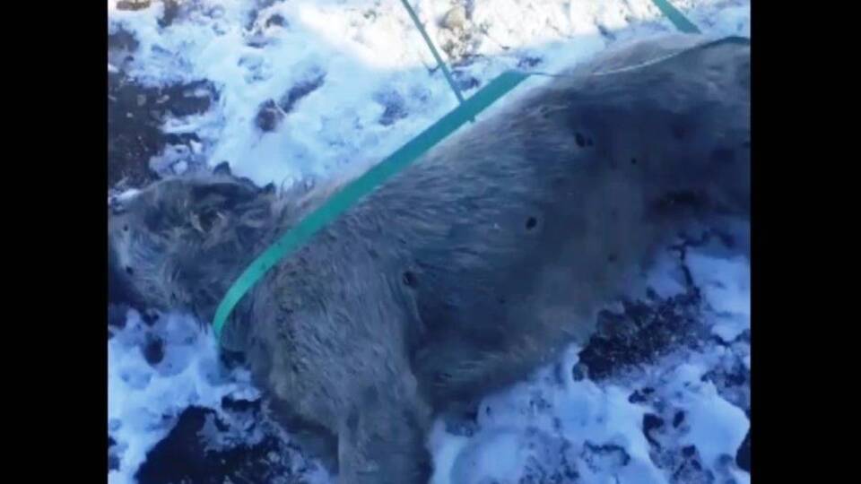 İnsanlık yine 'saçma'ladı! Şoke eden görüntü