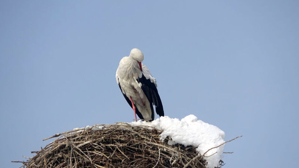 6 yıldır göç edemiyordu... Köylüler bakmaya başladı