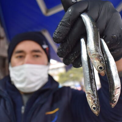 Hamsi avına 'kota' önerisi