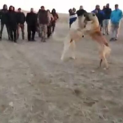 Bir yıl sonra yine aynı rezalet!