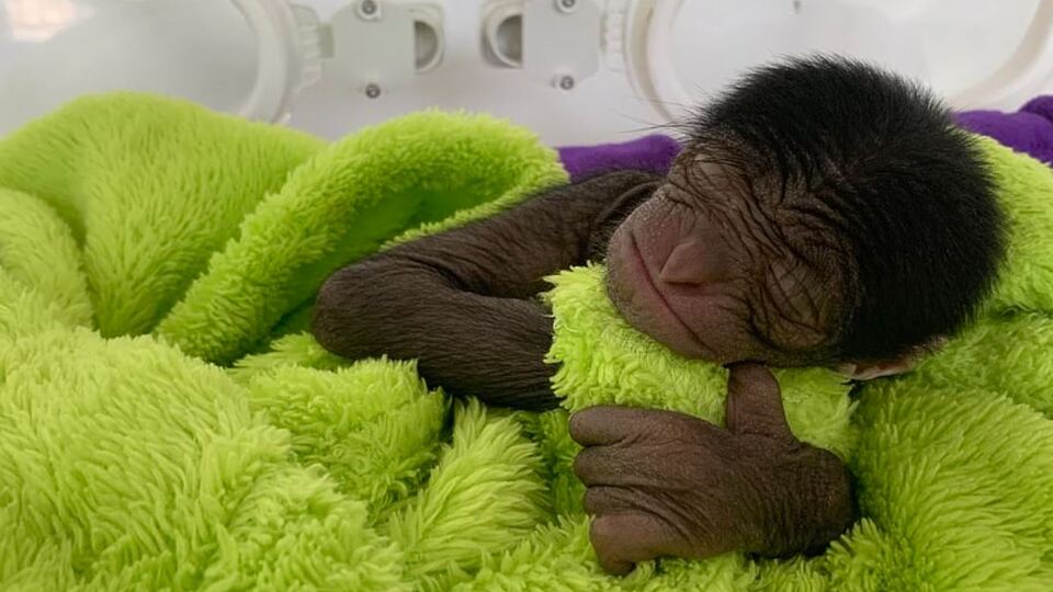 650 gram olarak doğdu... Fenomen oldu