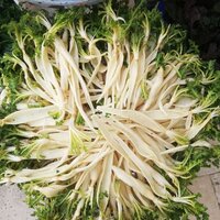 Şevket-i Bostan dolması