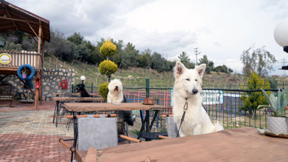 Bu kafenin müşterileri köpekler