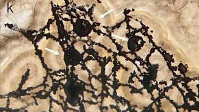 Şimdiye kadar bulunanların en eskisi... 635 milyon yıllık!