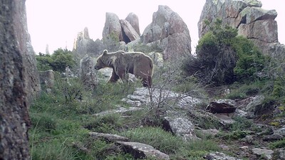 Fotokapanla kayıt altına alındı