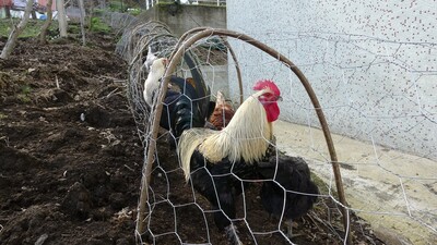 Tavuk kavgasına 'tünelli' çözüm