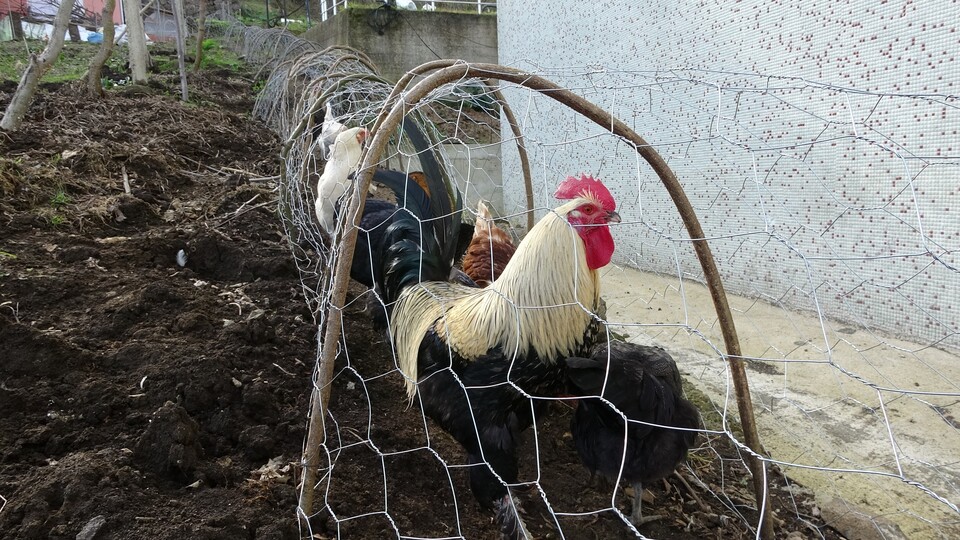 Tavuk kavgasına 'tünelli' çözüm