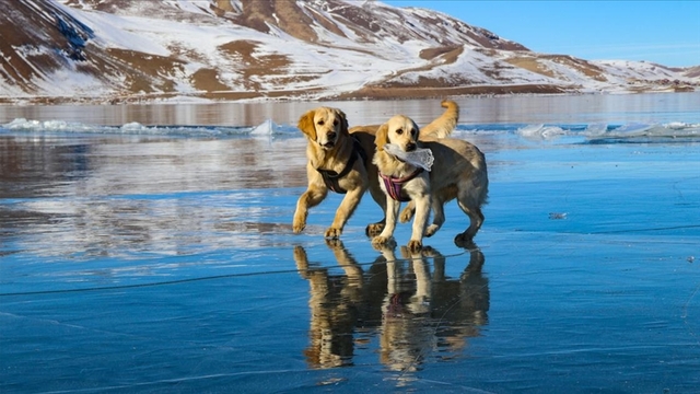 Balık Gölü'nde oynayan köpekler gülümsetti