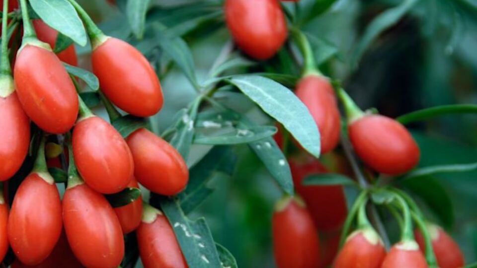 Tibet'in mutluluk meyvesi Kurt Üzümü ve faydaları