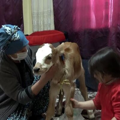 Veteriner "yaşamaz" dedi! "Gece uyanınca süt içiriyorum!"