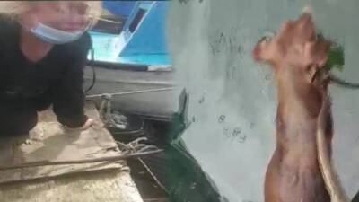 Ağlatan vicdansızlık! Bağlanıp, göle atılmış