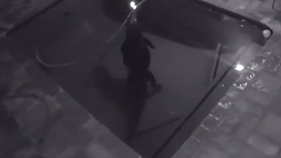 Evin sahipleri şoke oldu... Yüzme havuzunda bulundu!