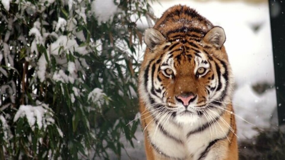 Hayvanat bahçesinde kaplan bakıcısını öldürdü