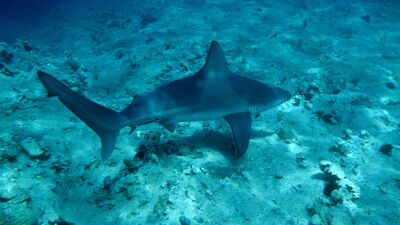 Türkiye'de 2. üreme alanı bulundu