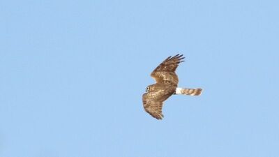 Ballıkayalar'da görüldü... Nesli tükeniyor!