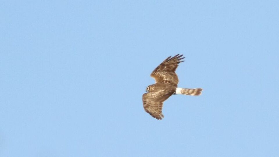 Ballıkayalar'da görüldü... Nesli tükeniyor!