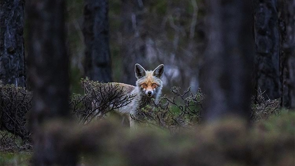 4 yılda yüzlerce tür görüntüledi...