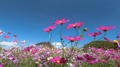 İlk cemre ne zaman düşer?