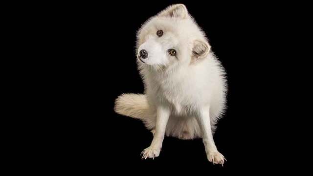 'Photo Ark' sergisinde dijital gezinti