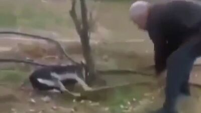 Köpeğe işkence görüntülerine açıklama