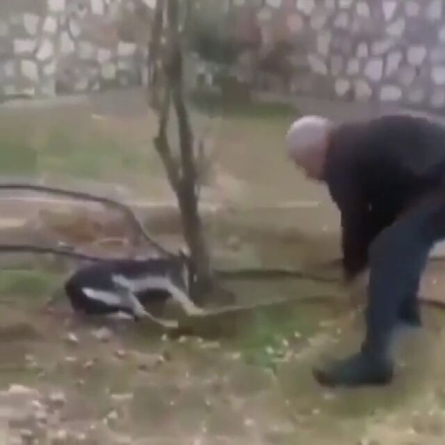 Köpeğe işkence görüntülerine açıklama