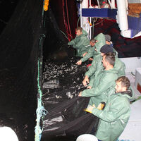 Karadeniz'de hamsi avı yeniden başladı