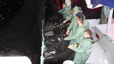 Karadeniz'de hamsi avı yeniden başladı