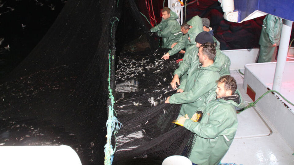 Karadeniz'de hamsi avı yeniden başladı