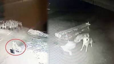 Kurtlar, koyunlara böyle saldırdı