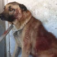 Köpeği vuran magandanın pişkinliği 'pes' dedirtti