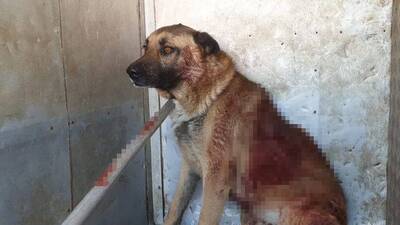 Köpeği vuran magandanın pişkinliği 'pes' dedirtti