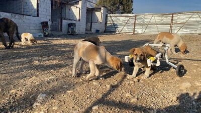 Felçli köpeği 'su borusundan yürüteç' ile hayata bağladı