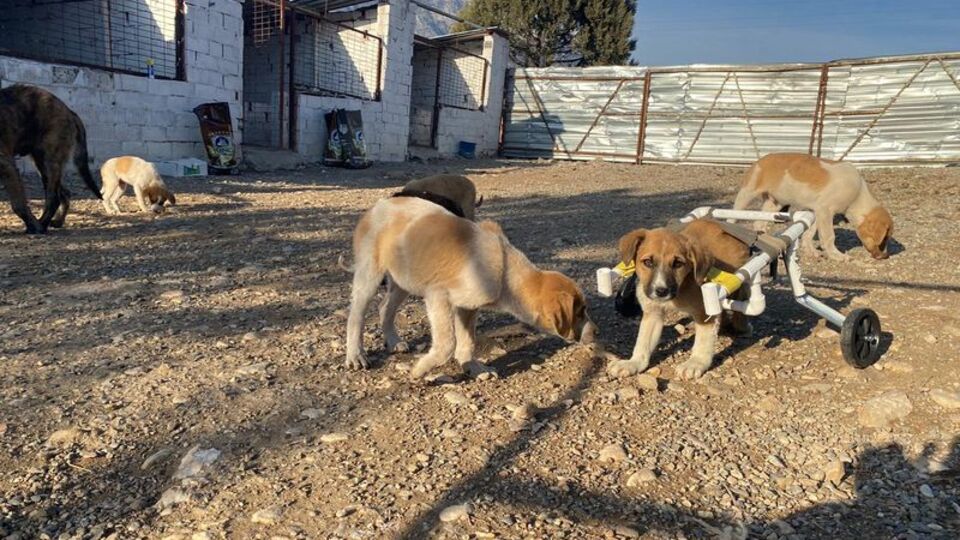 Felçli köpeği 'su borusundan yürüteç' ile hayata bağladı