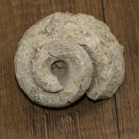 Çiftçi arazide tesadüfen buldu... 70 milyon yıllık!