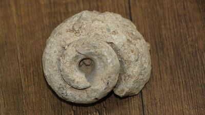 Çiftçi arazide tesadüfen buldu... 70 milyon yıllık!