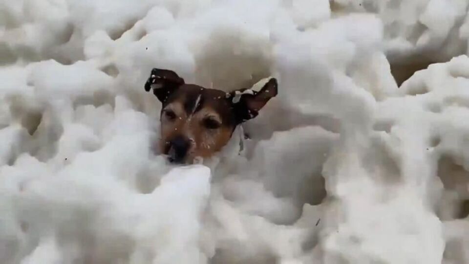 Köpüren denizin tadını çıkardı, viral oldu