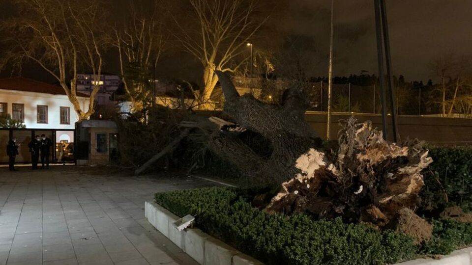 TFF tesislerindeki asırlık çınar şiddetli rüzgarla devrildi