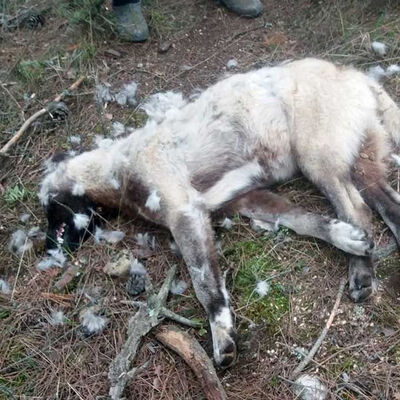 8 çoban köpeği ile 2 tilki ölü bulundu