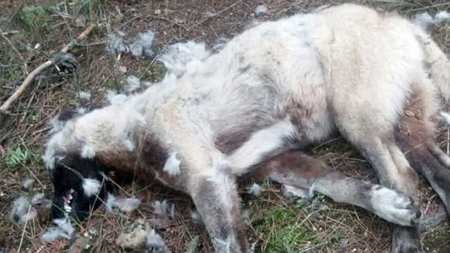 8 çoban köpeği ile 2 tilki ölü bulundu