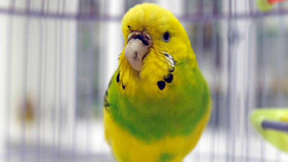 Muhabbet kuşu 'Cevriye'ye, diş protezinden gaga