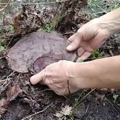 Şans eseri! 'Ölümsüzlük mantarı'nı buldu!