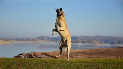 Sürüye yaklaşan yandı... Havada kaptı