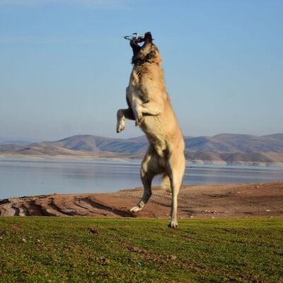 Sürüye yaklaşan yandı... Havada kaptı