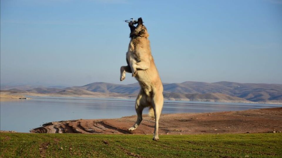 Sürüye yaklaşan yandı... Havada kaptı