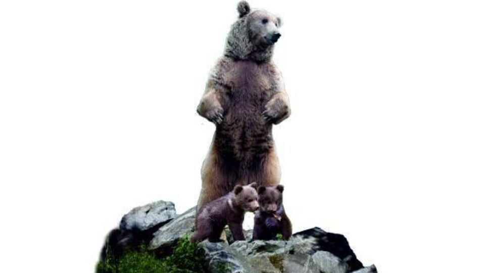 Ayı heykeli tartışma yarattı!