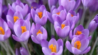 Kolşisin ilacı nedir?