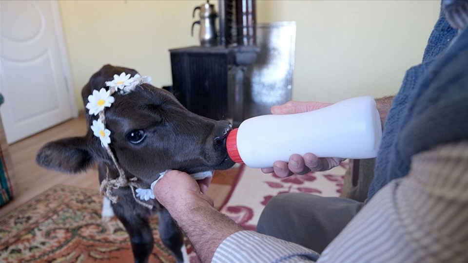 'Hasta olmasın' diye evlerinde besliyorlar