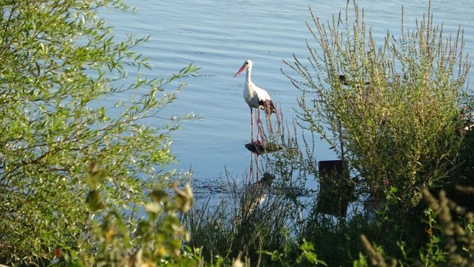 Türkiye'nin ilk 'Leylek Köyü'nde hazırlıklar başladı
