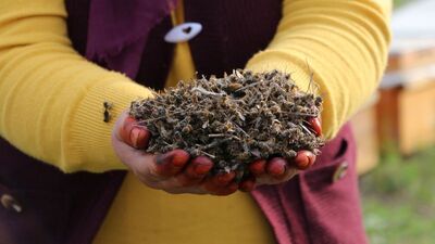 Toplu arı ölümlerinin sebebi bulundu!