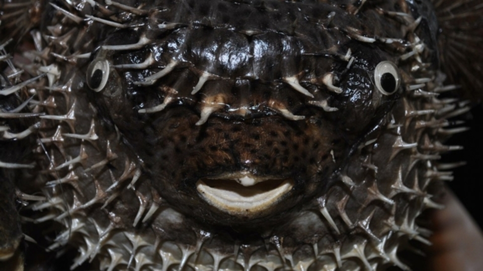 Balon balığı zehirli mi?